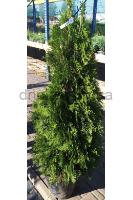 Смарагд (h-125-150) туя західна (Smaragd) КОМ