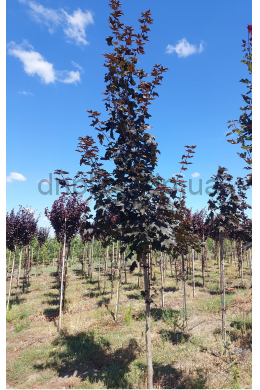 Клен Роял Ред (ком до 6см)