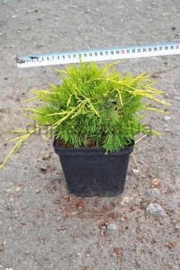 Пфітцеріана Ауреа (С3) ялівець середній (Pfitzeriana Aurea) h-25-30,d-30