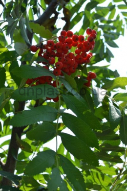 Рябина  обыкновенная (L10-12 см) КОМ (Sorbus Aucuparia)