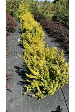 Барбарис Тунберга Голден Торч  (C5) Berberis thunbergii Golden Torch