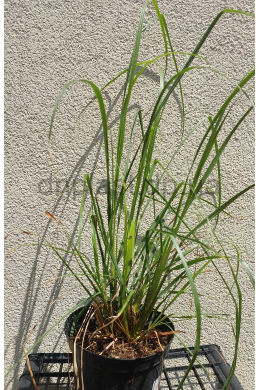 Пеннісетум Маудрі (С2) Pennisetum alopecuroides Moudry Пеннісетум Маудрі (С2) Pennisetum alopecuroides Moudry