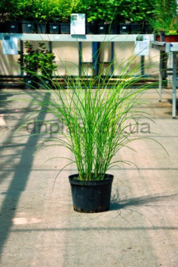 Міскантус китайський Граціелла (С5) Miscanthus sinensis Graziella Міскантус китайський Граціелла (С5) Miscanthus sinensis Graziella