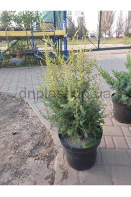 Хіберніка ялівець звичайний (С7,5 ) Juniperus communis Hibernica. Хіберніка ялівець звичайний (С7,5 ) Juniperus communis Hibernica.
