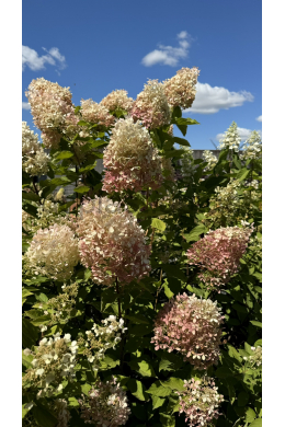 Гортензія волотиста Фантом (С20) Hydrangea paniculata Phantom