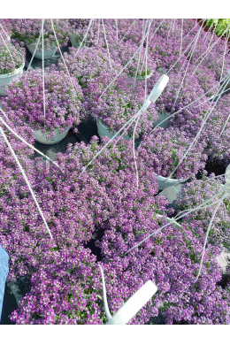 Кашпо Аліссум Вандерленд синій 5л