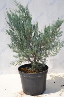 Мунглоу  (С7,5л) ялівець  скельний (Moonglow) h-70,d-45 