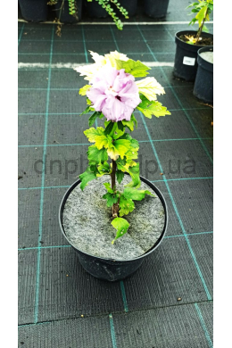 Гібіскус сирійський Арденс(С2) Hibiscus Syriacus Ardens
