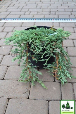 Айс Блю (С5л) ялівець горизонтальний (Icee Blue)