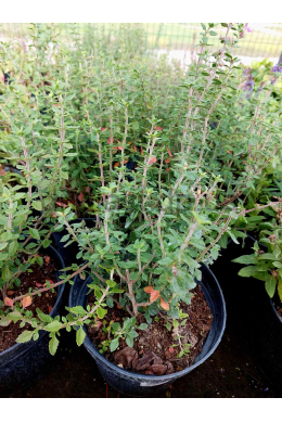 Дібровник вічнозелений (С2) Teucrium chamaedrys