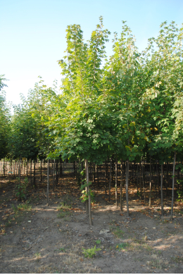 Клен гостролистий (L12-14см)КОМ (Acer ) 