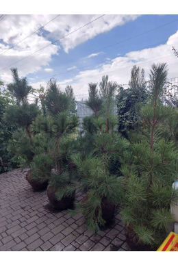 Сосна кримська (175-200) Pinus Pallasiana