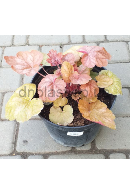 Гейхера Априкот (С5) Heuchera Apricote Гейхера Априкот (С5) Heuchera Apricote
