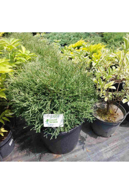 Містер Боулінг Болл с15 Туя західна Thuja occ. 'Mr Bowling Ball'(h- 40см, d- 40) Містер Боулінг Болл с15 Туя західна Thuja occ. 'Mr Bowling Ball'(h- 40см, d- 40)