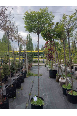 Акація куляста (L6-8см) КОМ/Робінія псевдоакація Умбракуліфера