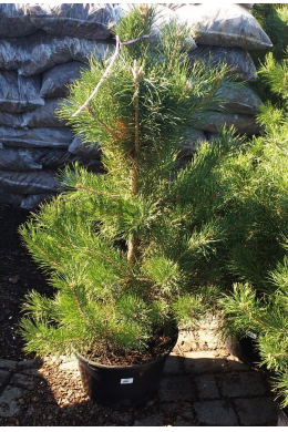 Сосна крымская (С20) Pinus Pallasiana 