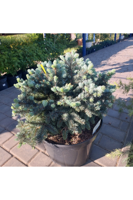 Глаука Глобоза (С15) Ялина колюча Picea pungens  ‘Glauca Globosa’