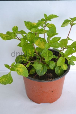 Джинжер м'ята (С1,2) Mentha х gracilis Ginger