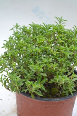 Чабер горний Болеро (С1,2) Satureja montana Bolero