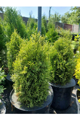 Варієгата Смарагд (С7,5) туя західна (Smaragd Variegata) (h-40-45, d-20)