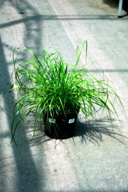 Пеннісетум лисохвостий Хамельн (С5) Pennisetum alopecuroides Hameln