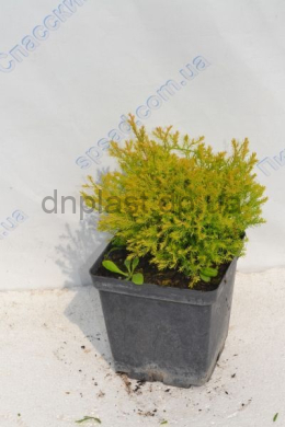 Рейнголд (С3) туя західна (Rheingold) (h-15, d-20)