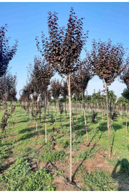 Слива Піссарді КОМ (St-200 / L до 6см)   Prunus pissardii