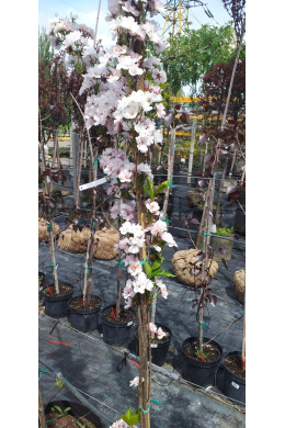 Сакура Аманогава (до6см)