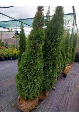 Смарагд (h-175-200) туя західна (Smaragd) КОМ