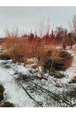Дерен криваво-червоний Мідвінтер Фаєр (С5) Cornus sanguinea Midwinter Fire