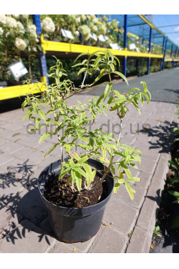 Аллоїзія цитродора (С5)