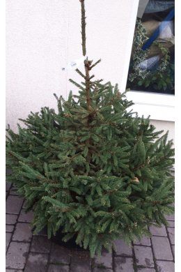 Ель обыкновенная Европейская (90-100) Picea abies КОМ