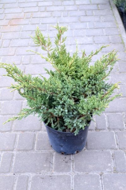 Холгер (С10) ялівець лускатий (Holger) h-40, d-60