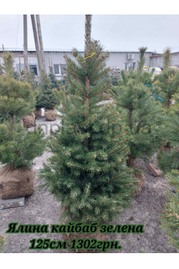 Ялина колюча Кайбаб зелена (100-125 см)