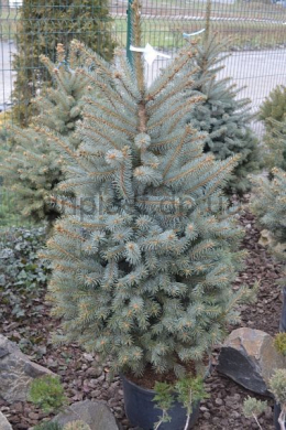 Ялина колюча Глаука (125-150) Picea pungens glauca (КОМ)
