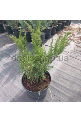Мінт Джулеп (С5)  можжевельник средний Mint Julep