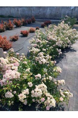 Троянда поліантова Де Фейрі (С 5,0л) Rosa polyantha Троянда поліантова Де Фейрі (С 5,0л) Rosa polyantha