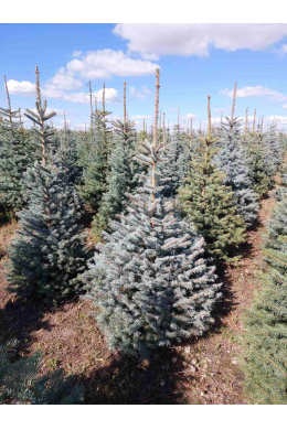 Ялина колюча Кайбаб блакитна (125-150 см)