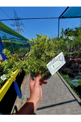 Блю енд Голд (С3л) ялівець середній (Blue and Gold)