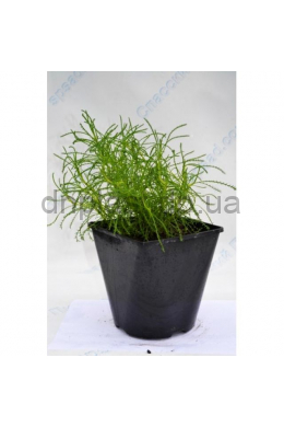 Сантоліна зелена (С1,2) Santolina viridis
