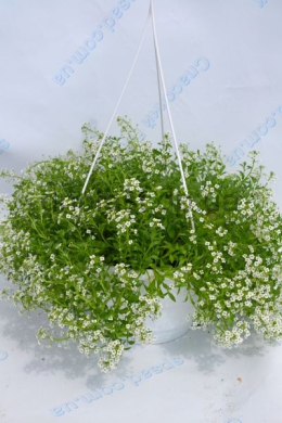 Кашпо Аліссум сніжинка 5л