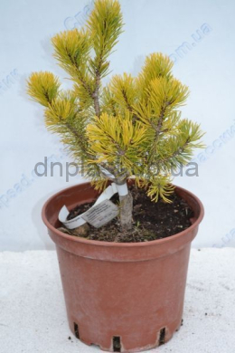 Вінтерголд Сосна гірська (С10) Pinus mugo Carsten Wintergold h-35-40,d-30 Вінтерголд Сосна гірська (С10) Pinus mugo Carsten Wintergold h-35-40,d-30