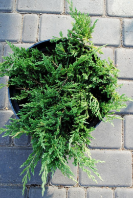 Теквойс Спредер ( С3л) ялівець горизонтальный 