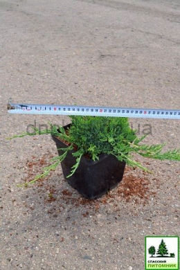 Вілтоні (С3л) ялівець горизонтальний (Wiltonii) h-7 ,d-25 Вілтоні (С3л) ялівець горизонтальний (Wiltonii) h-7 ,d-25