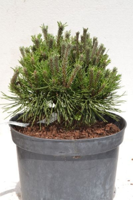 Алгау Сосна гірська (С7,5) Pinus mugo Allgau																			