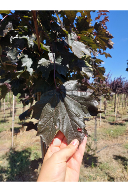 Клен Роял Ред КОНТЕЙНЕР (ком до 6см)