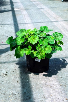 Гейхера Марвелоус Марбл (С5) Heuchera Marvelous Marble