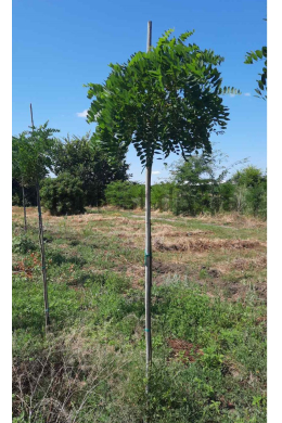 Акація куляста (L до 6см) КОМ/Робінія псевдоакація Умбракуліфера