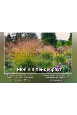 Молінія Хейдебраут (С2) Molinia Heidebraut Молінія Хейдебраут (С2) Molinia Heidebraut