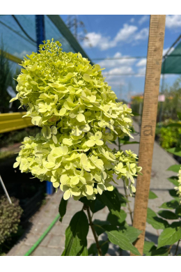 Гортензія волотиста Лаймлайт (С10) Hydrangea paniculata Limelight
